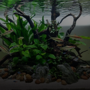 Aquascape