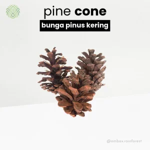pine cone