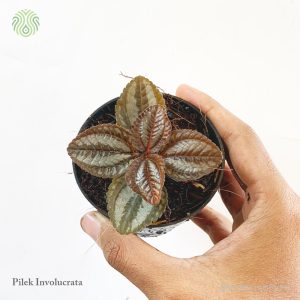 pilea