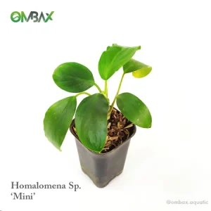 homalomena sp mini
