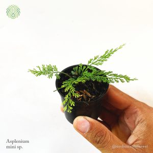 asplenium sp mini
