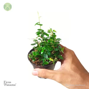 ficus panama