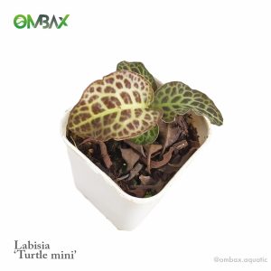 labisia turtle mini