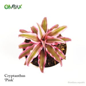 cryptanthus pink