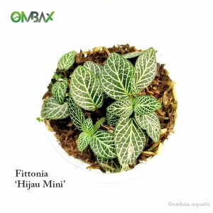 Fittonia hijau mini