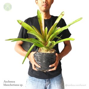 Aechmea blanchetiana