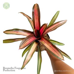 fosperior perfection