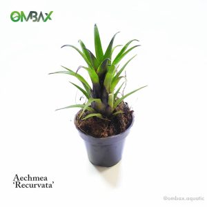recurvata