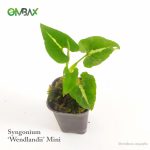 wendlandii mini