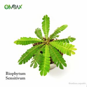 biophytum sensitivum