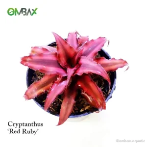 C. Ruby red