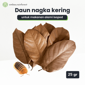 daun nangka