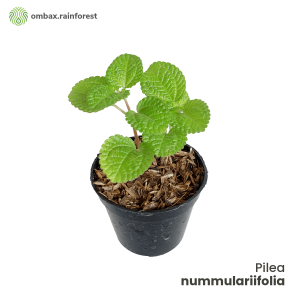 Pilea nummulariifolia – Creeping Charlie / Creeping Pilea - Tanaman mini terrarium / paludarium