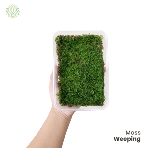 moss weeping