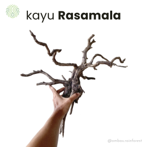 kayu rasamala
