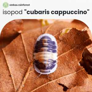 cappucino