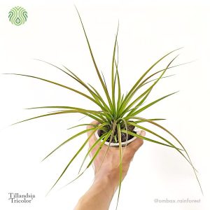 Tillandsia tricolour