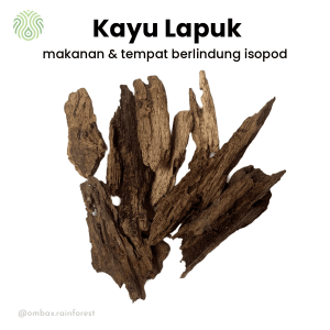 kayu lapuk