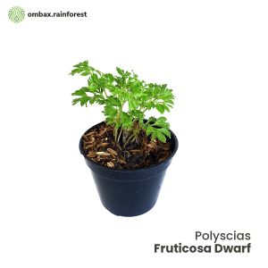 fruticosa