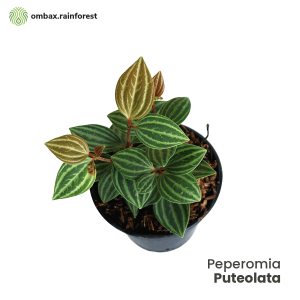 peperomia