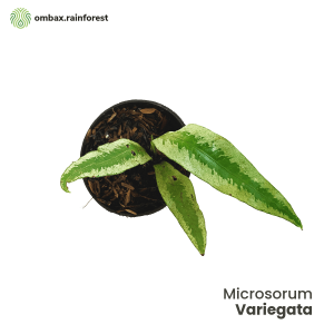 variegata