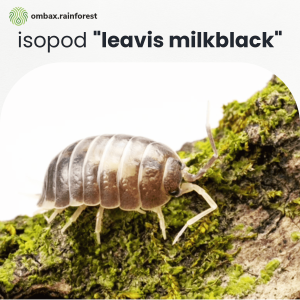 leavis black