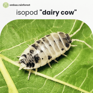 dairy cow