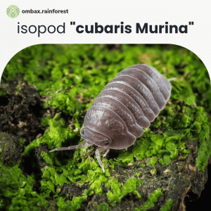 cubaris murina