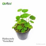 Hydrocotyle 'verticillata' - Tanaman Paludarium/ Aquascape / Pegagan