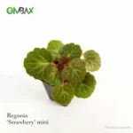 begonia