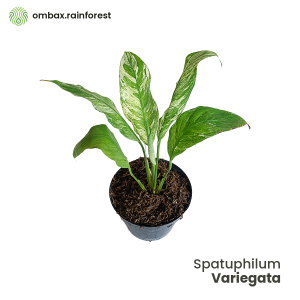Peace Lily Variegata – Tanaman Hias Indoor