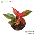 aglaonema
